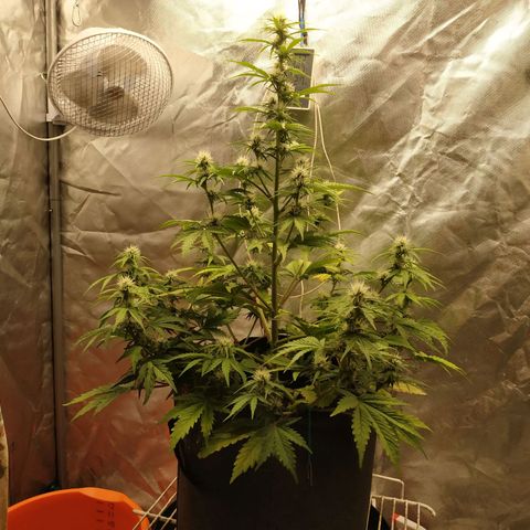 Auto Mazar growlog timeline photo