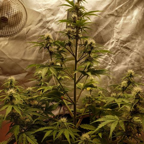 Auto Mazar growlog timeline photo