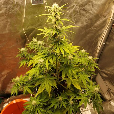 Auto Mazar growlog timeline photo
