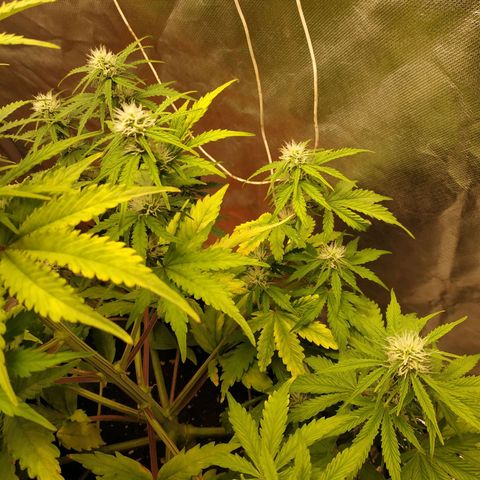 Auto Mazar growlog timeline photo