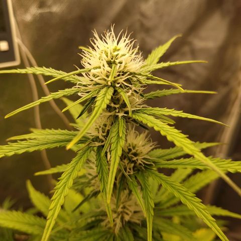 Auto Mazar growlog timeline photo