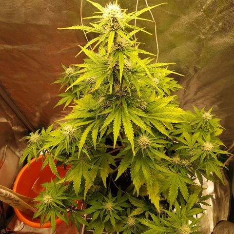 Auto Mazar growlog timeline photo