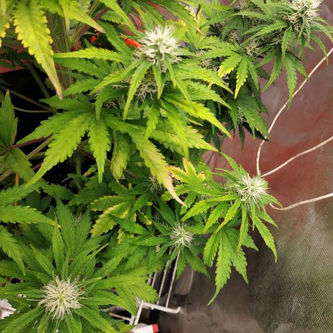 Auto Mazar growlog timeline photo