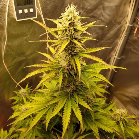 Auto Mazar growlog timeline photo