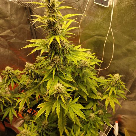 Auto Mazar growlog timeline photo