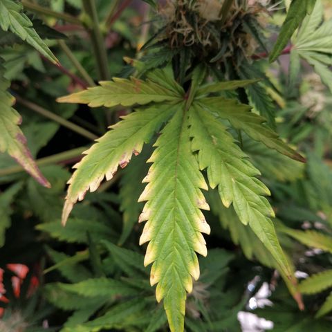 Auto Mazar growlog timeline photo