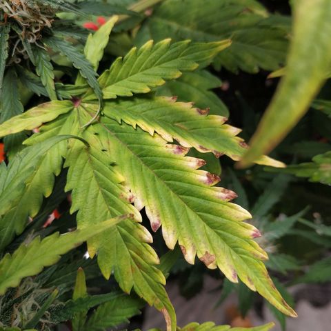 Auto Mazar growlog timeline photo
