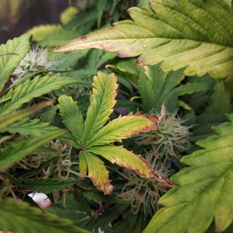 Auto Mazar growlog timeline photo