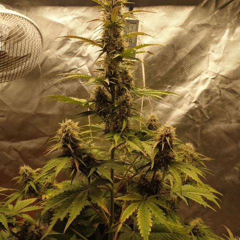 Auto Mazar growlog timeline photo