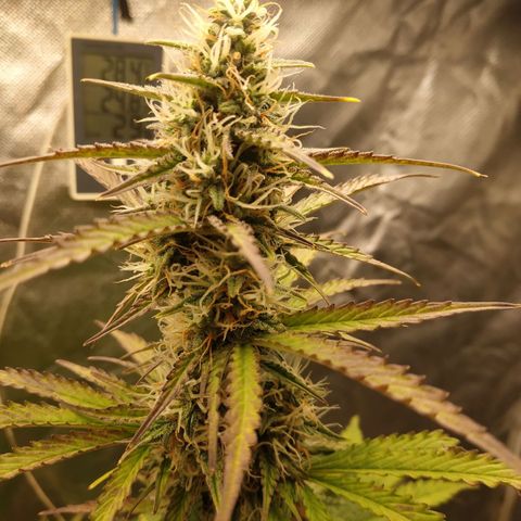 Auto Mazar growlog timeline photo