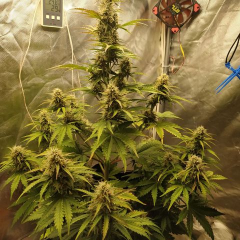 Auto Mazar growlog timeline photo
