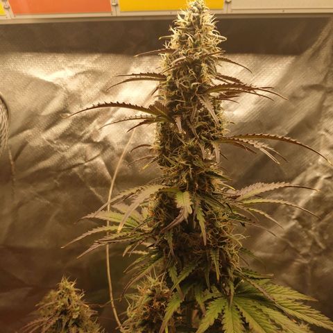 Auto Mazar growlog timeline photo