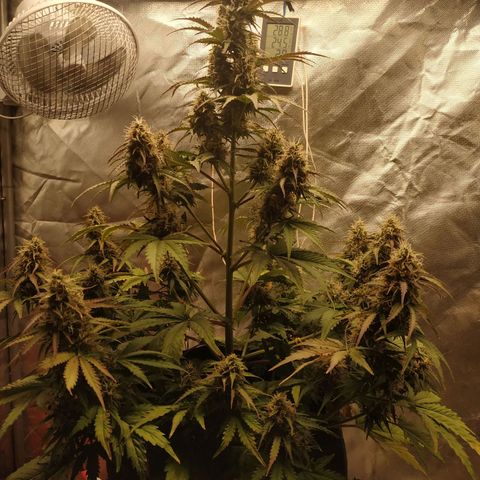 Auto Mazar growlog timeline photo