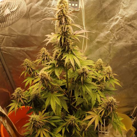 Auto Mazar growlog timeline photo