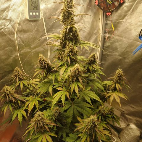 Auto Mazar growlog timeline photo