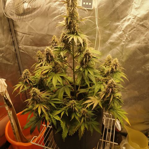 Auto Mazar growlog timeline photo