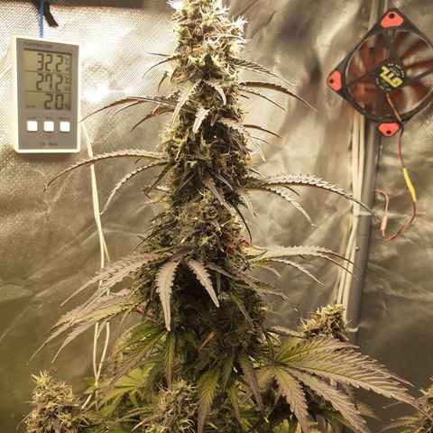 Auto Mazar growlog timeline photo