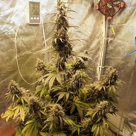 Auto Mazar growlog timeline photo