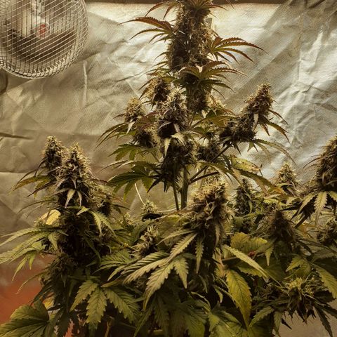 Auto Mazar growlog timeline photo
