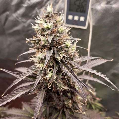 Auto Mazar growlog timeline photo