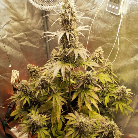 Auto Mazar growlog timeline photo