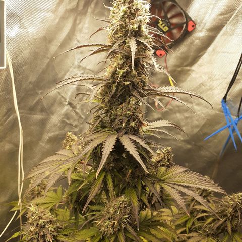 Auto Mazar growlog timeline photo