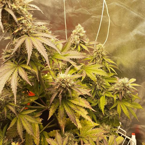 Auto Mazar growlog timeline photo