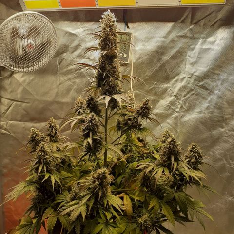 Auto Mazar growlog timeline photo