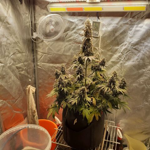 Auto Mazar growlog timeline photo