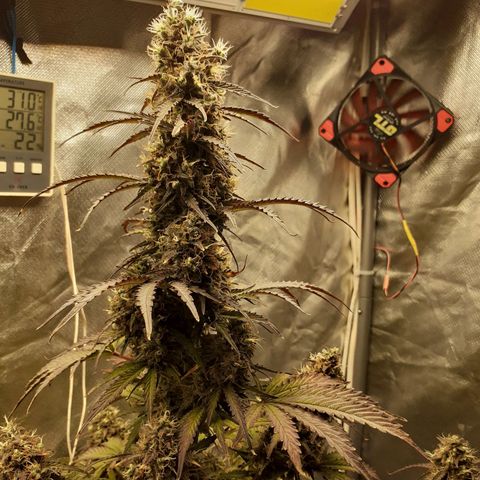 Auto Mazar growlog timeline photo