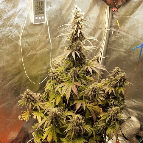 Auto Mazar growlog timeline photo