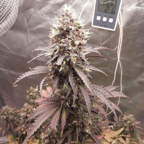 Auto Mazar growlog timeline photo