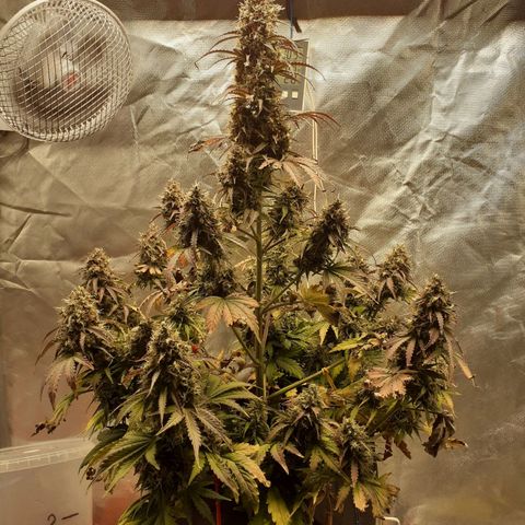 Auto Mazar growlog timeline photo