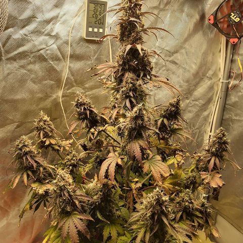 Auto Mazar growlog timeline photo