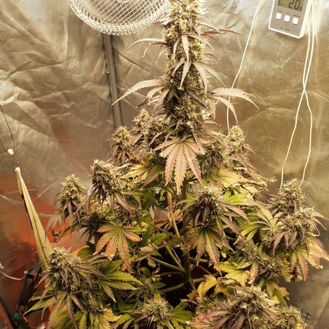 Auto Mazar growlog timeline photo