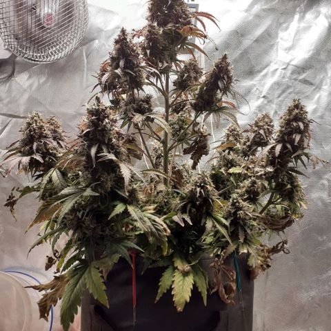Auto Mazar growlog timeline photo