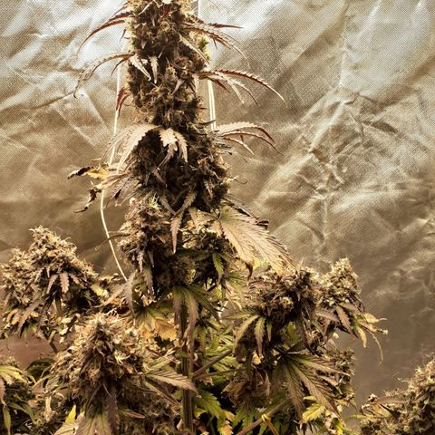 Auto Mazar growlog timeline photo