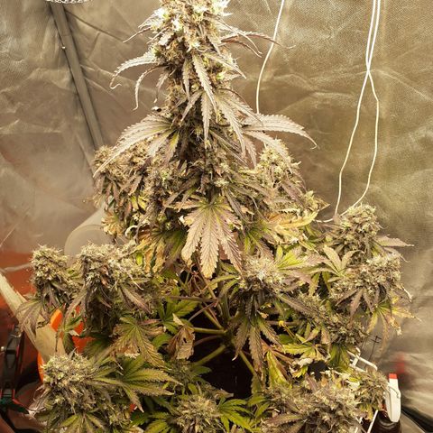 Auto Mazar growlog timeline photo