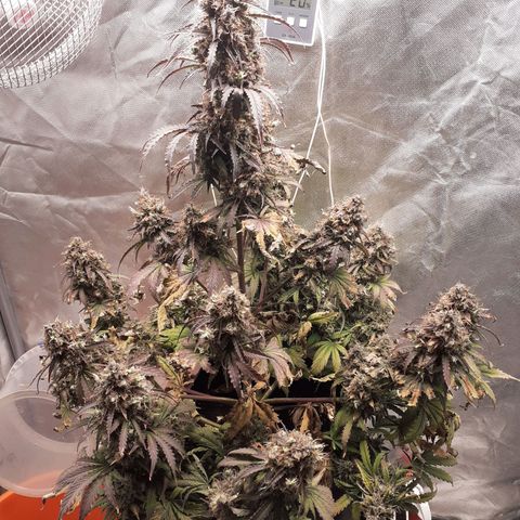 Auto Mazar growlog timeline photo