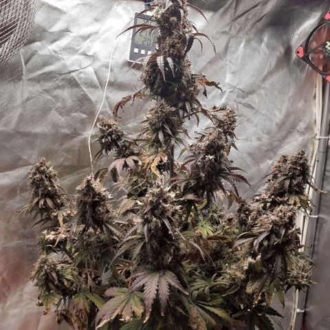 Auto Mazar growlog timeline photo