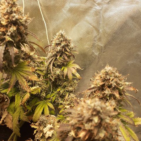 Auto Mazar growlog timeline photo