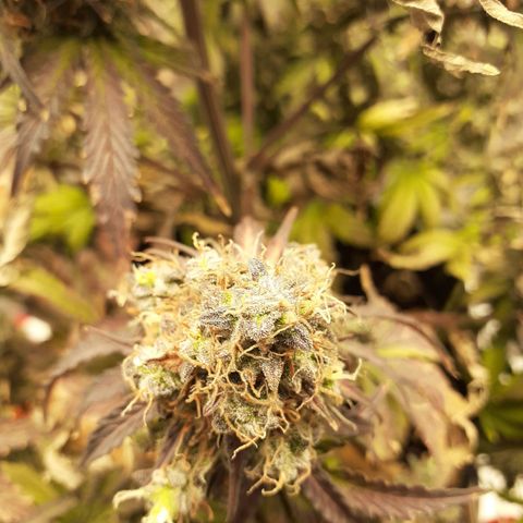 Auto Mazar growlog timeline photo