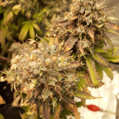 Auto Mazar growlog timeline photo
