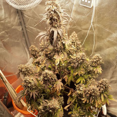 Auto Mazar growlog timeline photo