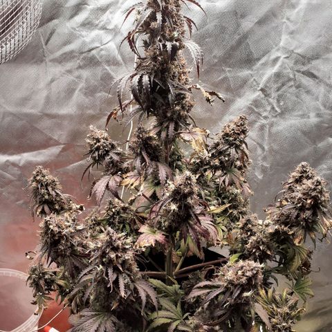 Auto Mazar growlog timeline photo