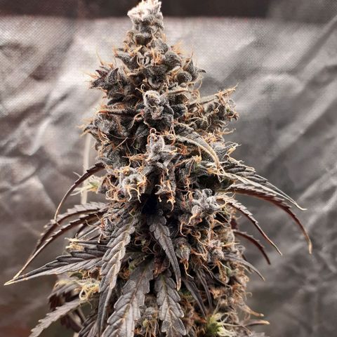 Auto Mazar growlog timeline photo