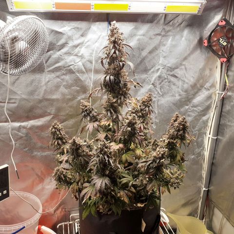 Auto Mazar growlog timeline photo