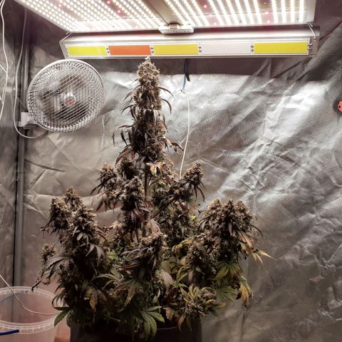 Auto Mazar growlog timeline photo