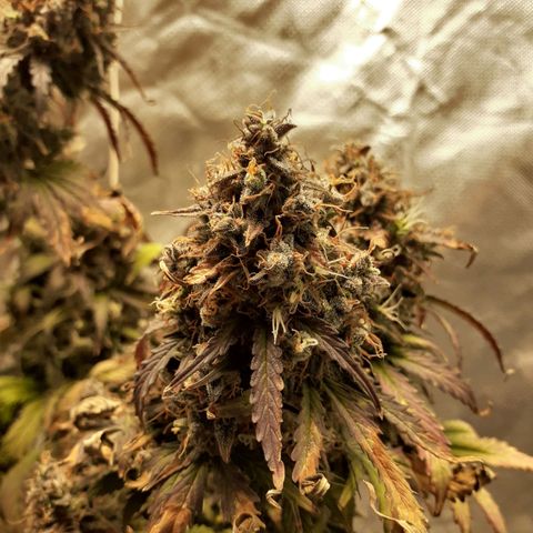 Auto Mazar growlog timeline photo