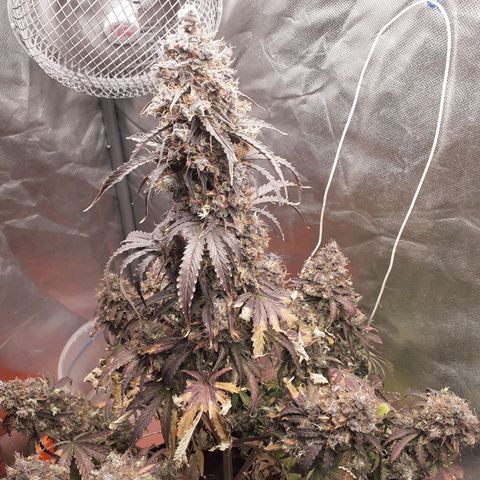 Auto Mazar growlog timeline photo
